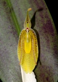 Restrepia mendozae Windflower AM/AOS 81 pts.